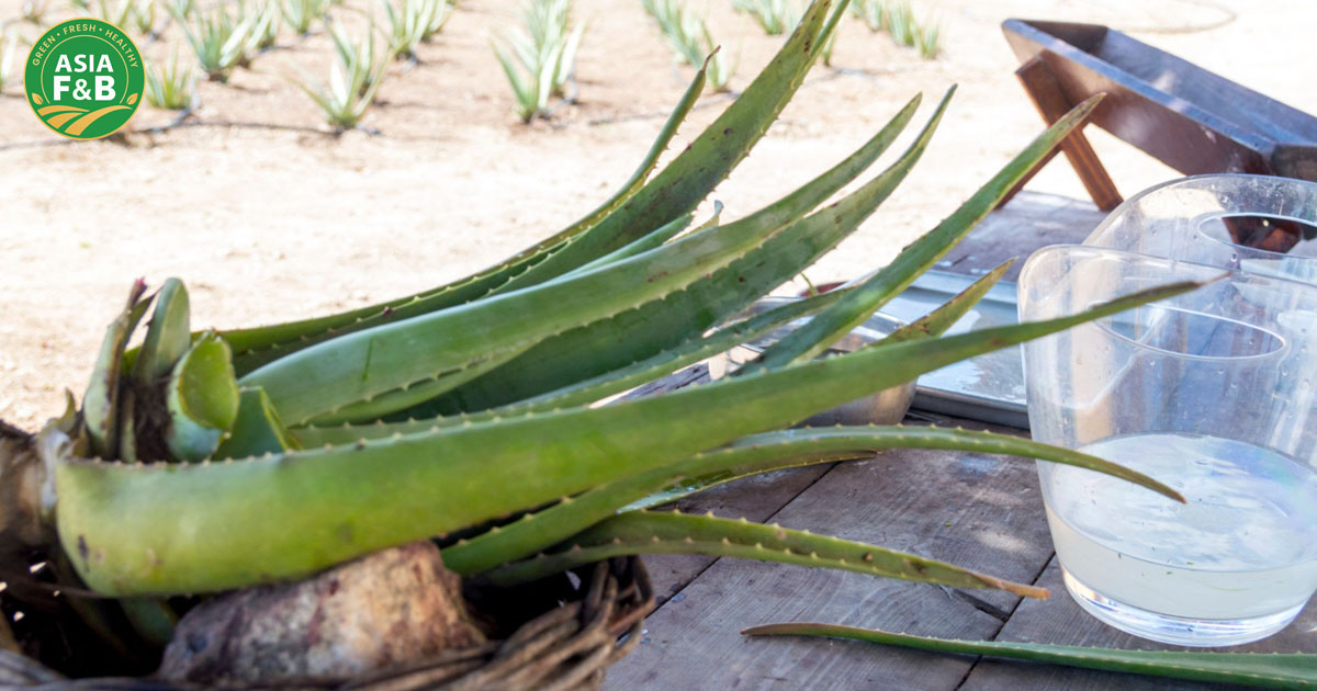 Bulk aloe vera drink exporter harvesting raw materials for authentic Asian beverages